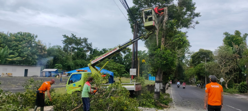 Minimalisir Pohon Tumbang, DLHK Badung lakukan pemangkasan pohon perindang